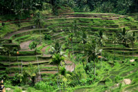 Bali - terasasti riževi nasadi