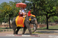 Tajska - treking s sloni