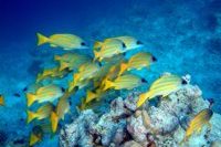 Maldivi - čudovit podvodni svet